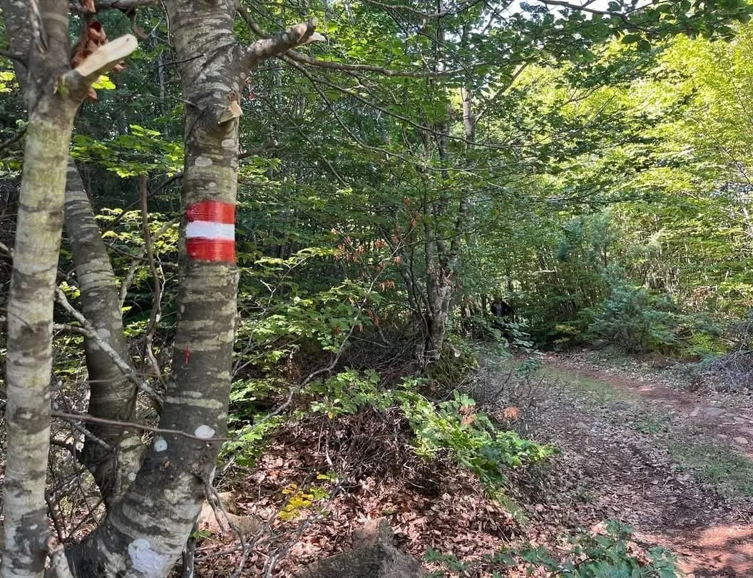 Red and white trail blaze painted on a beech tree